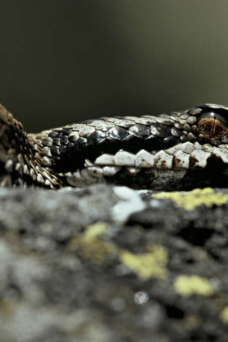 [CONFERENCE] Les serpents