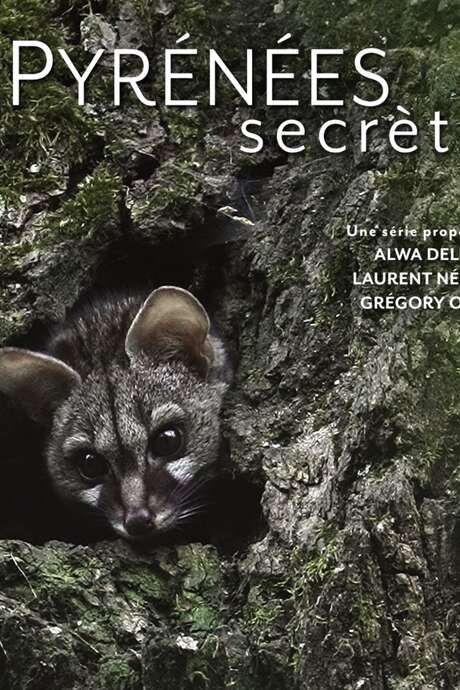 [PROJECTION] La discrète du piémont, la genette