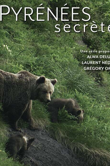 [PROJECTION] Le roi des forêts ancestrales, l'Ours brun