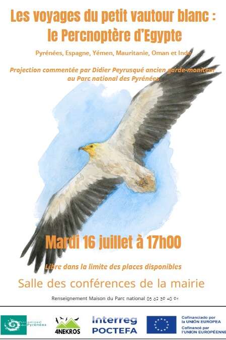 LES VOYAGES DU PETIT VAUTOUR BLANC : LE PERCNOPTERE D'EGYPTE