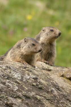 Rencontre avec les marmottes