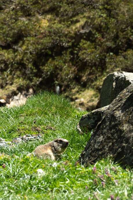 Fête des Marmottes aux couleurs de l'été