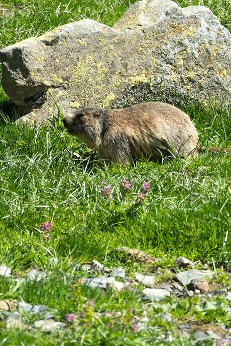 Fête des Marmottes aux couleurs de l'été