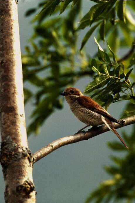 A l'écoute de la nature, par Paul Venheres, musicien et preneur de sons