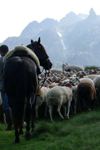 Atelier d'arts-plastiques adultes-Estives et transhumance