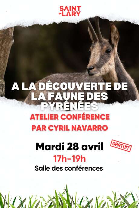 Atelier sur la faune sauvage par Cyril Navarro