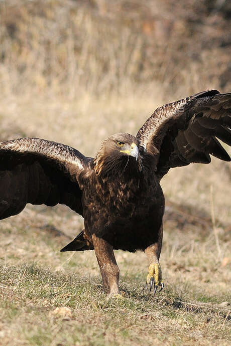 Balade à la découverte des rapaces