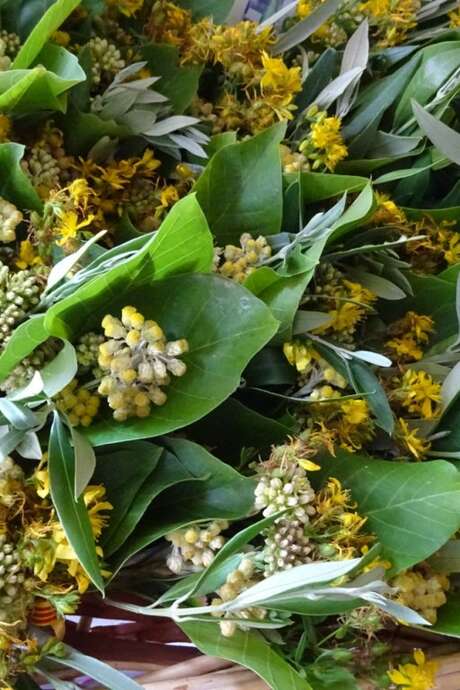 CONFÉRENCE "LES PLANTES SAUVAGES DANS LA TRADITION CATALANE"