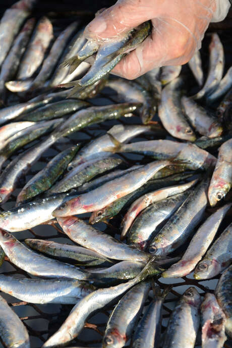 SARDINADE
