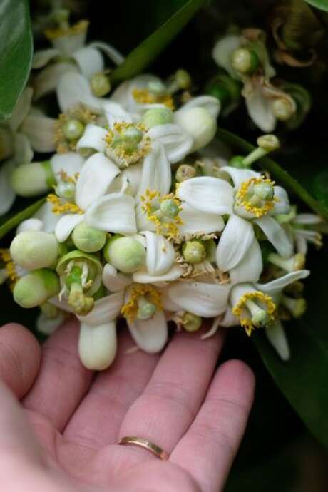 LES VENDREDIS FLEURIS