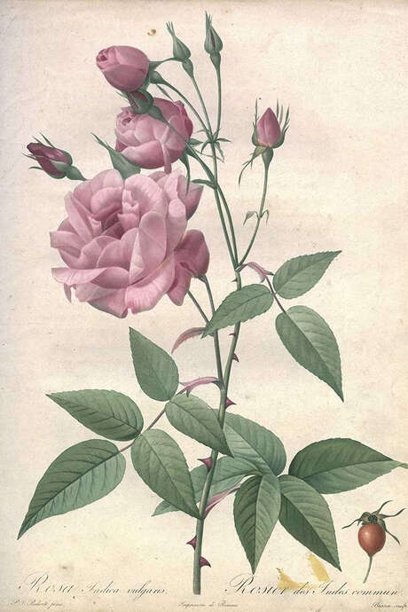 FESTIVAL LE LIVRE ET LA CORRESPONDANCE :  HISTOIRE DE LA ROSE