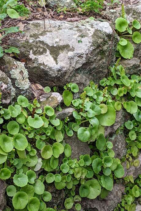 RANDONNEE "FLORE DES ALBERES"