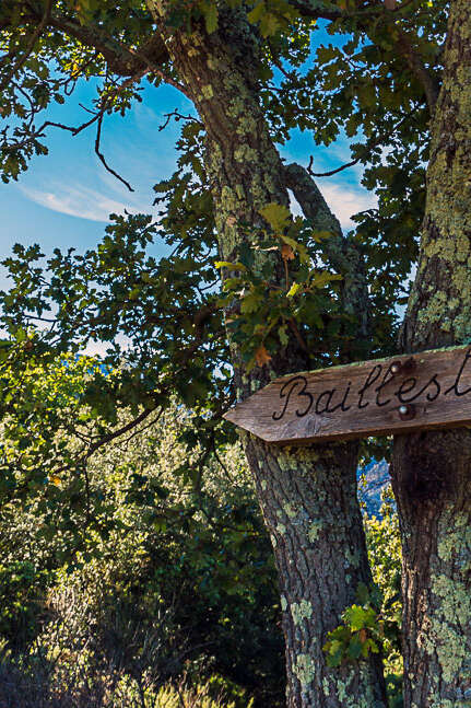 RANDO ACCOMPAGNEE : DE BAILLESTAVY A VALMANYA PAR DE BEAUX SENTIERS EN FORET