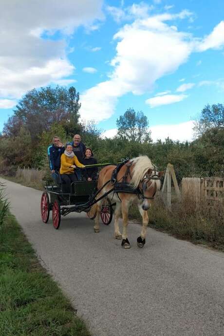 BALADE EN CALECHE DANS LES ALBERES