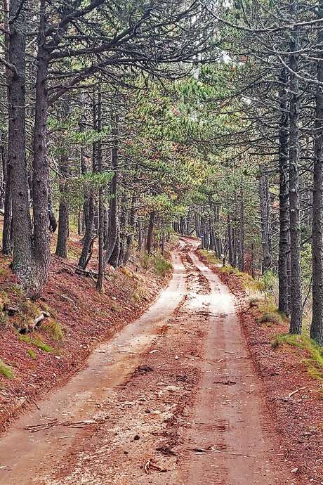 VISITE COMMENTEE DE LA FORÊT DE LA MATTE