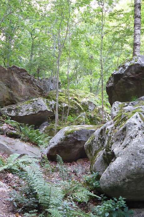 RANDO ACCOMPAGNEE : BOUCLE DE L'ABBAYE SAINT-MARTIN DU CANIGOU