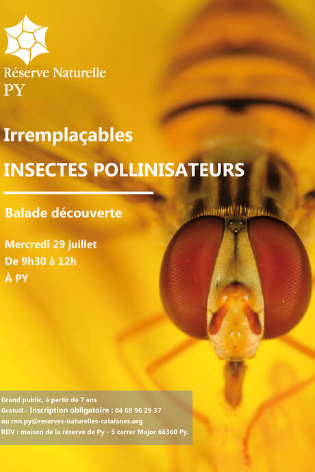 BALADE DÉCOUVERTE : IRREMPLAÇABLES INSECTES POLLINISATEURS