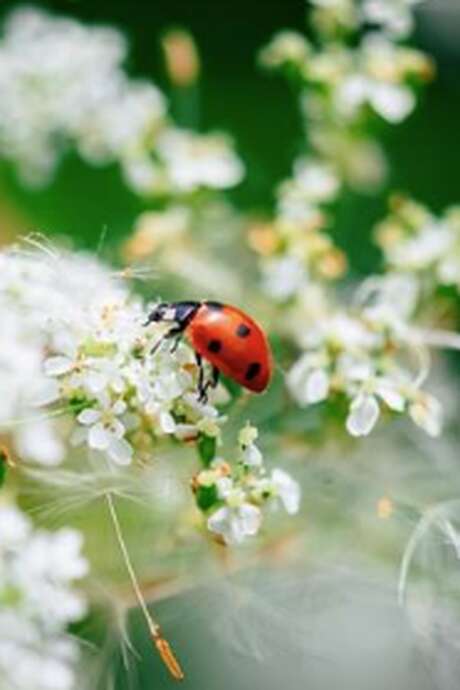 EXPOSITION "INSECTES, UNE EXTRAORDINAIRE DIVERSITÉ"