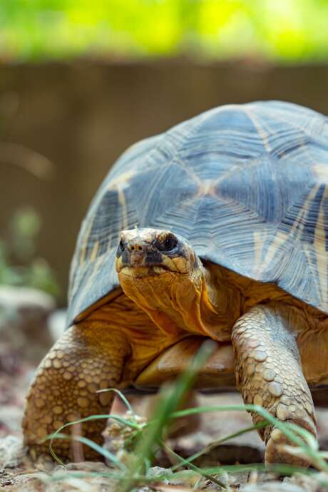 LA VALLEE DES TORTUES