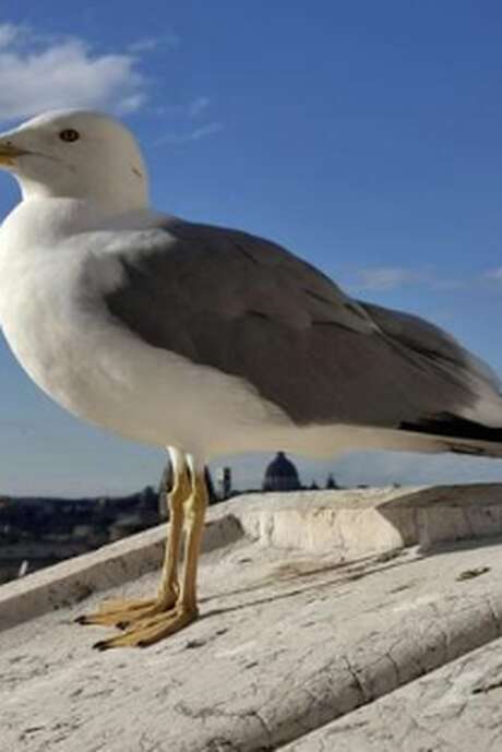 BALADE À LA DÉCOUVERTE DES OISEAUX