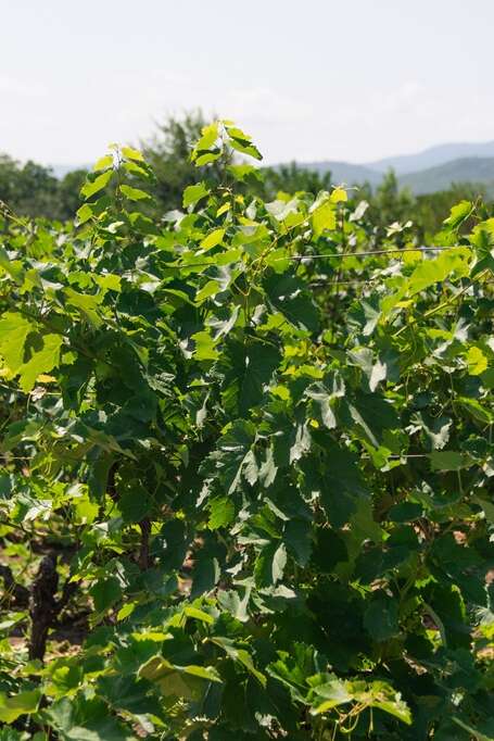 CONFÉRENCE EN IMAGES : À LA DÉCOUVERTE DES VIGNOBLES FRANÇAIS