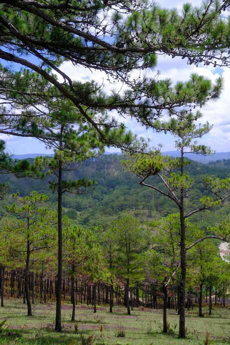 EXPOSITION LA FÔRET DES PO