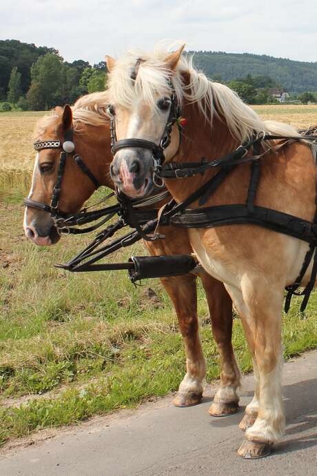 BALADE EN CALECHE