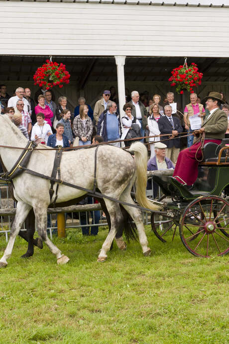 Concours d'Attelage