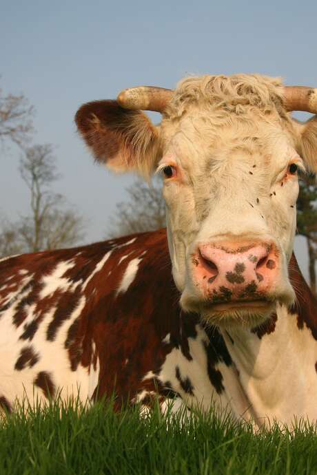 Concours agricole