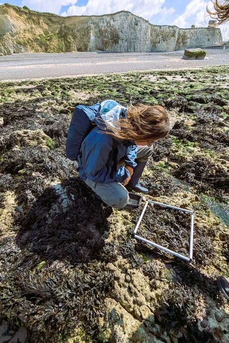 [Biodiversité littorale] Plage de Sainte-Marguerite-sur-Mer