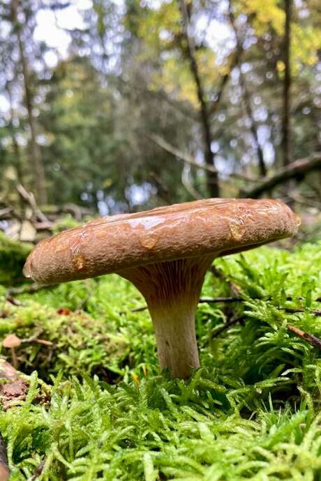 Rando champignons