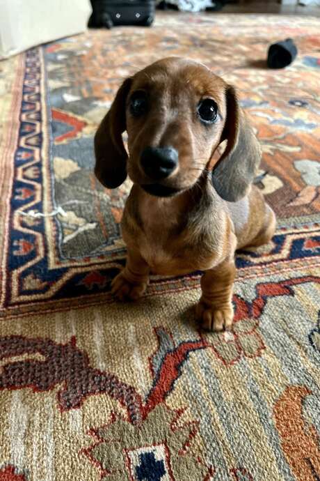 Bêtes de Cirque - Festival du Teckel au Manoir de Fumechon
