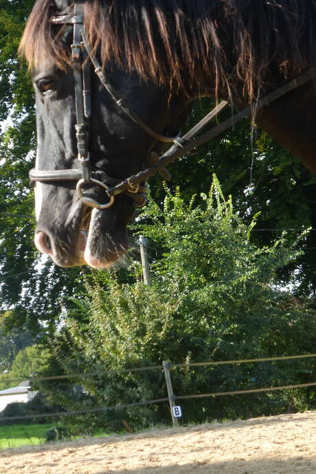 Après-midi découverte aux écuries des Grandes Plaines