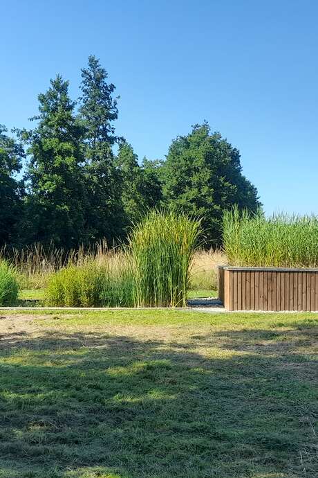 Découverte d'un jardin d'assainissement