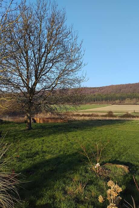 Découverte d'un jardin d'assainissement