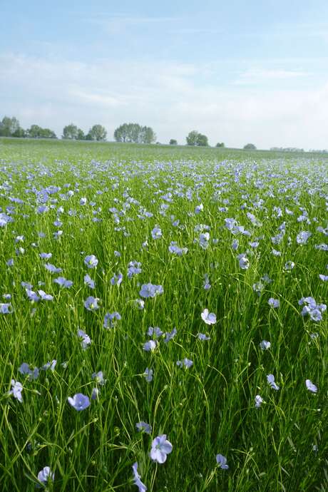 Randonnée apéro au coeur des champs de lin