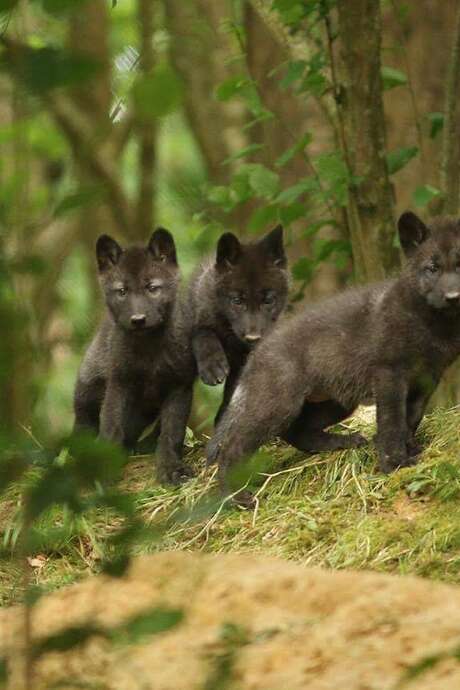 Nocturne des loups