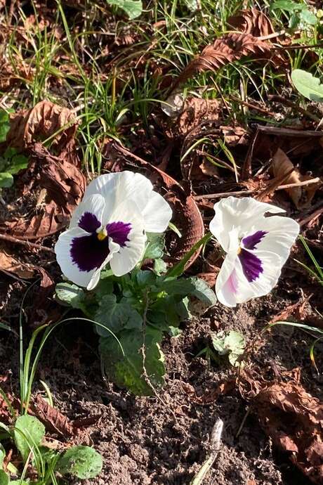 Marche douce et botanique