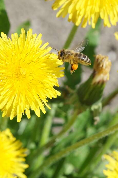 Atelier cueillette / cuisine
