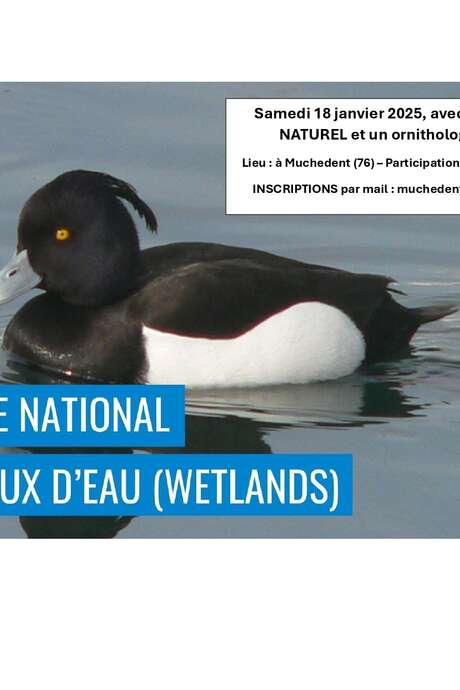 Comptage national des oiseaux d'eau