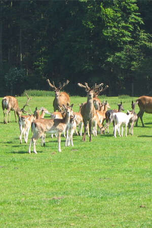 Soirée Brame du Cerf Soirée Brame du Cerf