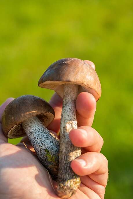 Journée Champignons