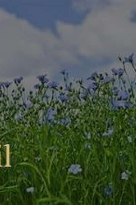 Carnet de voyage au Festival du lin