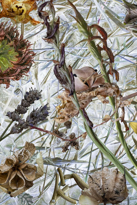 Exposition - Imaginaire végétal de Françoise Courtin