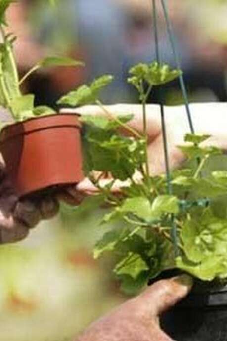 TROC' PLANTES