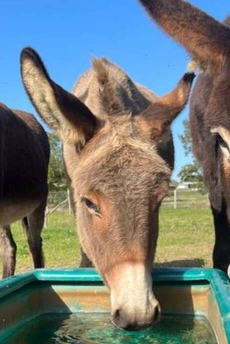 RANDONNÉE AVEC LES ÂNES A LA FERME DU PRÉ CLOS
