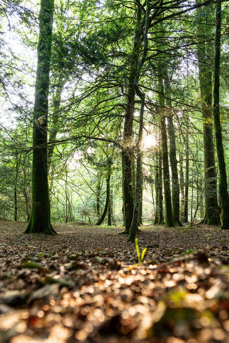 Découverte de la forêt au crépuscule