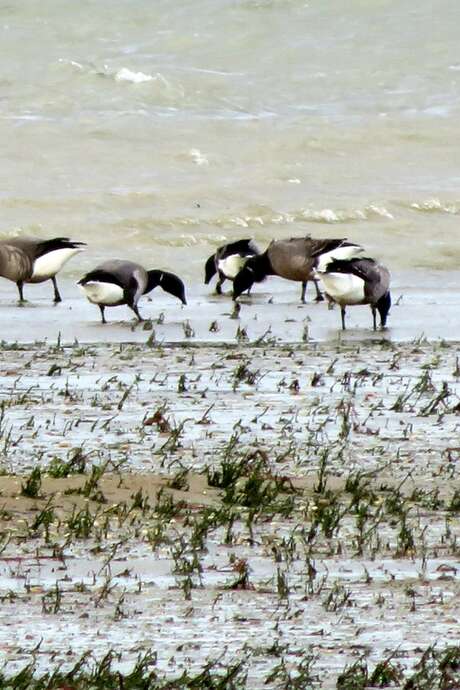 Balade sonore à l'écoute des oiseaux
