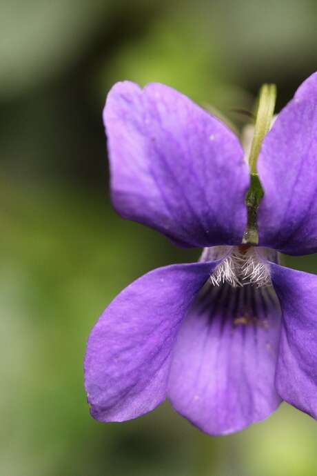 Université de la nature - Initiation à la reconnaissance de la flore