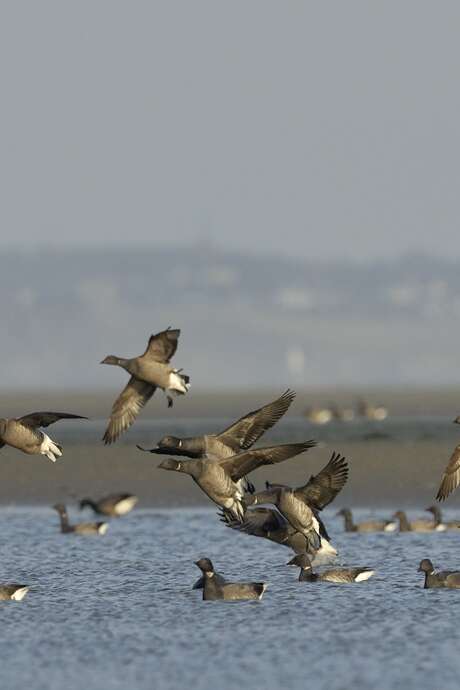 Journée mondiale des zones humides - les oiseaux hivernants